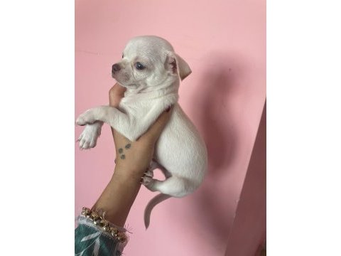 Mini boy chihuahua bebekler