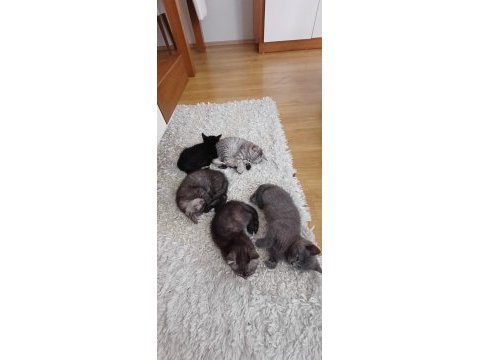 Ücretsiz sahiplendirme kediler