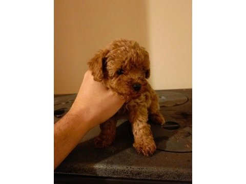 Mükemmel kalitedeki poodle yavrularımız