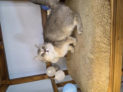 Güzel british shorthair kızım yeni ailesini arıyor