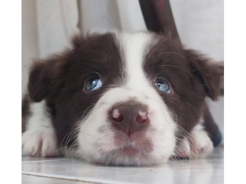 Şecereli anne babadan kahverengi beyaz border collie yavru