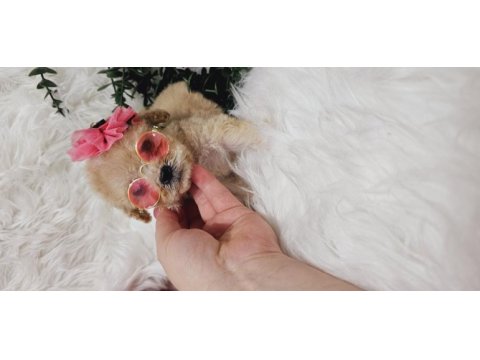 Maltipoo tecup