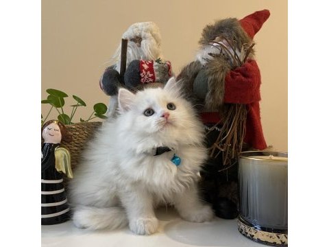Erkek british longhair beyaz