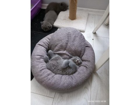 24 nisan doğumlu 2 erkek 1 dişi orjinal british shorthair