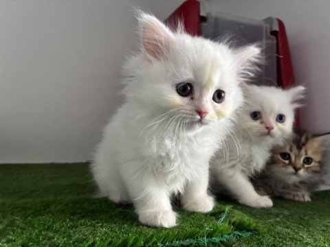 Kar beyaz british longhair