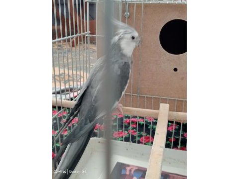 Komple eş sultan papağanı