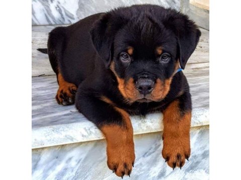 Dişi erkek rottweiler yavrularımız
