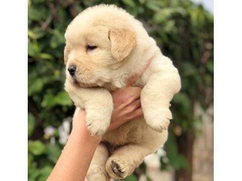 Golden retriever puppy
