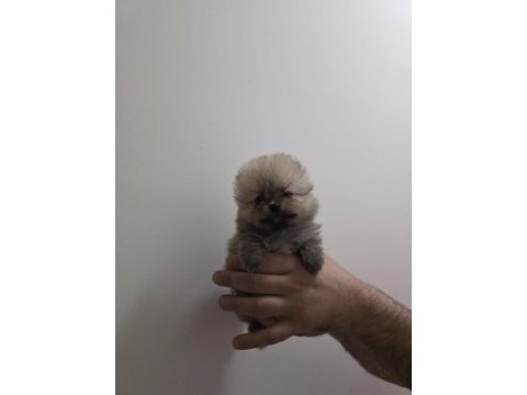 Beyaz ve orange ayı surat pomeranian minnoşlar