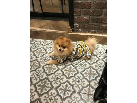 Erkek pomeranian wc eğitimli