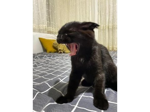 Scottish fold black