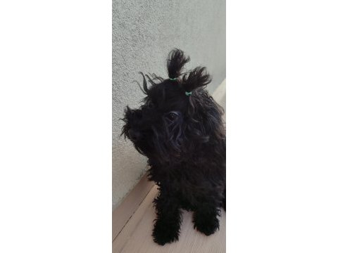 Gecenin dodosu poodle