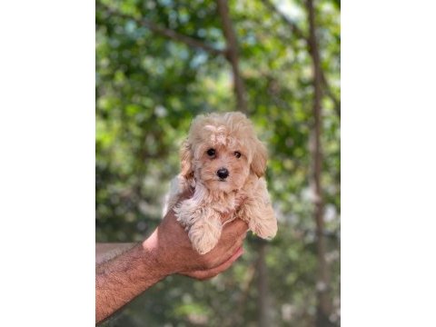 Sevimli maltipoo yavrular