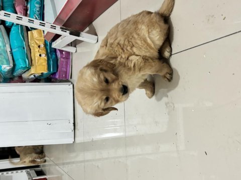 Oyuncu golden retriever dişi