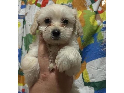 Yavru maltese terrier