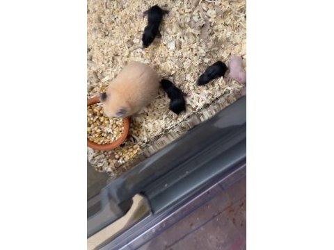 Yavru yetişkin suriye hamsterı