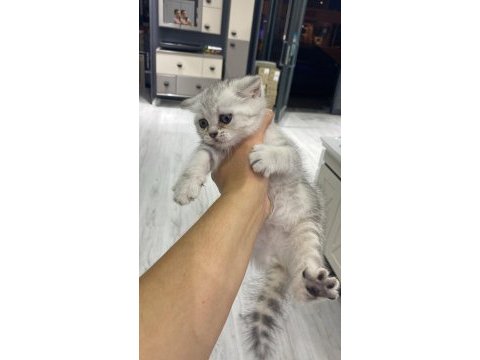 British shorthair kızım sahiplendirilecektir