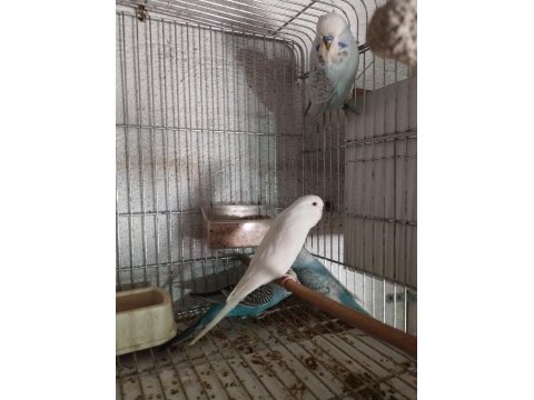 40 günlük alıştırmalık jumbo kırığı muhabbet kuşu yavrular