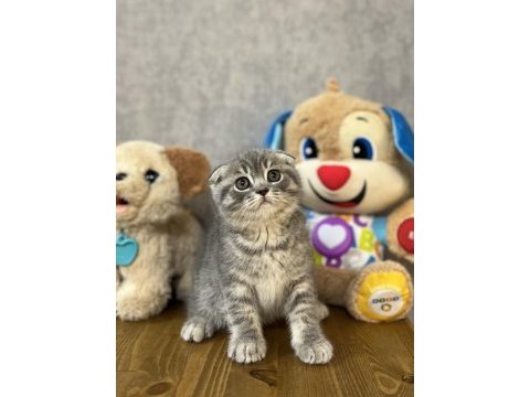 Sevimli scottish fold yavrularımız 