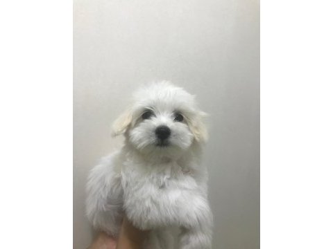 Maltese kardesler