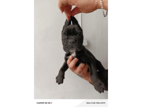 Cane corso yavrularımız ırk garantilidir