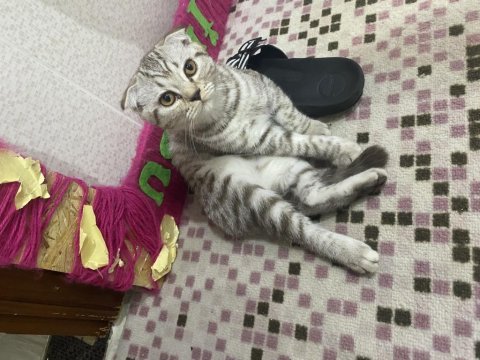 4.5 aylık scottish fold kedi sahiplendirmek istiyorum