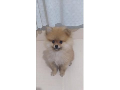 Pomerian boo