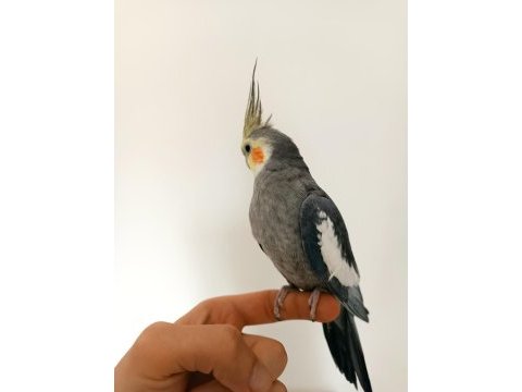 10-12 aylık erkek sultan papağanı