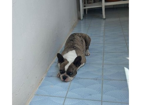 Balıkesir merkez french terrier dişi