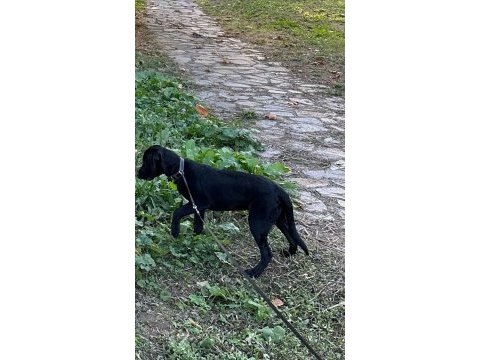 Altı aylık dişi labrador