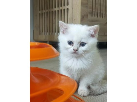 Pamuk prensesler british shorthair