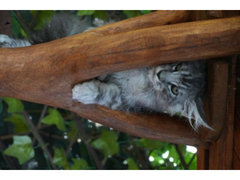 Kalitenin adresi big claw maine coon
