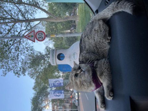 British shorthair golden point