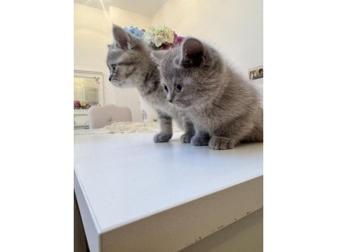 British shorthair kedimiz