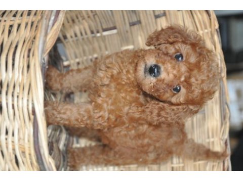 Poodle yavrularımız mevcuttur