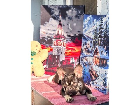 Coco french bulldog 4 aylık