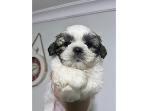 Safkan shih-tzu yavruları