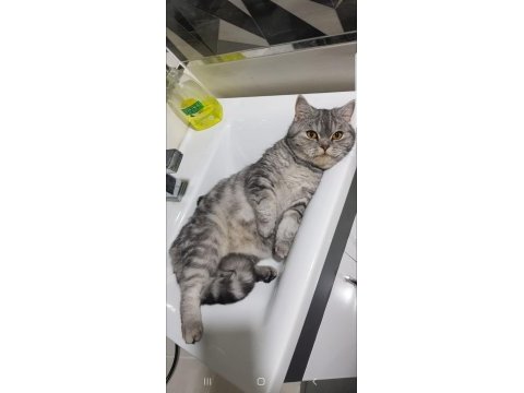 British shorthair tabby