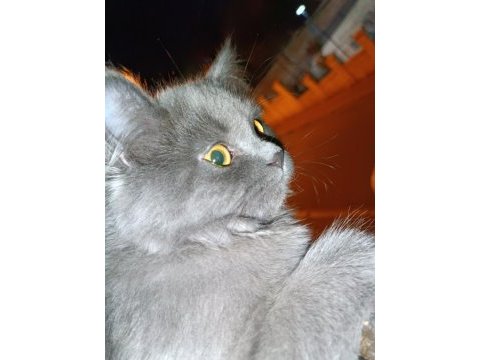 British longhair