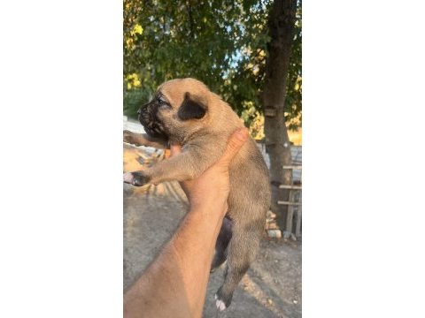 Baba cane corso anne presa canario yavrular 9 adet