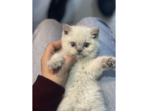Veteriner hekim kontrollü british shorthair