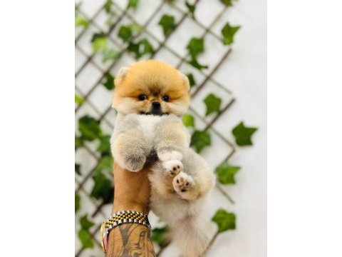 Federasyon kayıtlı orjinal pomeranian boo
