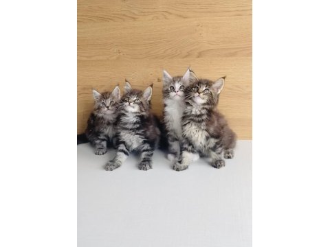 Değerini bilene xxl maıne coon bebeklerim 
