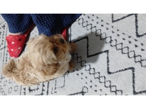 Bazı sebeplerden dolayı vereceğim maltipoo
