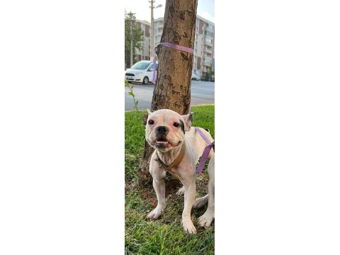 Dişi french bulldog yeni yuva arıyor