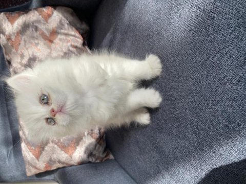 Kedilerimiz yeni yuvalarına gitmeye hazır