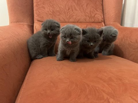 Scottish fold yavrular