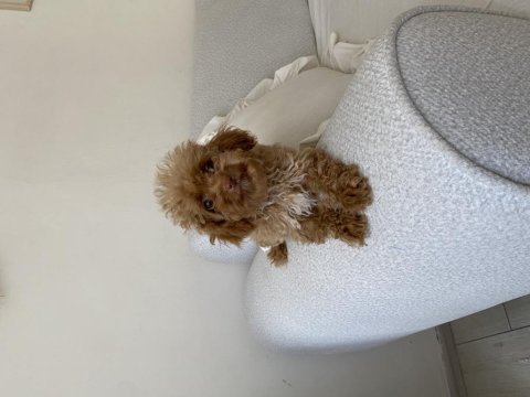 Toy poodle dişi yavru
