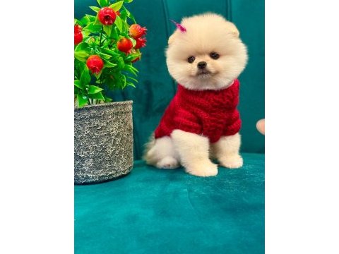 Güleryüzlü ayı surat;pomeranian yavrum