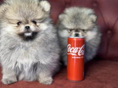 Wc eğitimli tea cup pomeranian yavrularımız